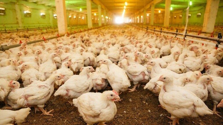 وزير الزراعة: حددنا سعر كيلو الدجاج وموجة غلاء الخضار ستنتهي بعد أيام