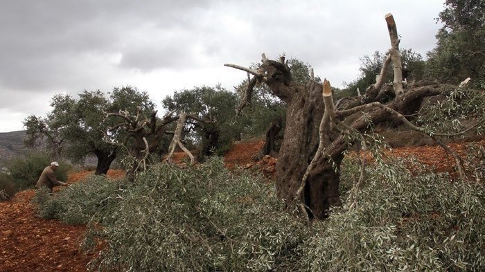 مستوطنون يكسرون 40 شجرة زيتون في الجبعة جنوب بيت لحم