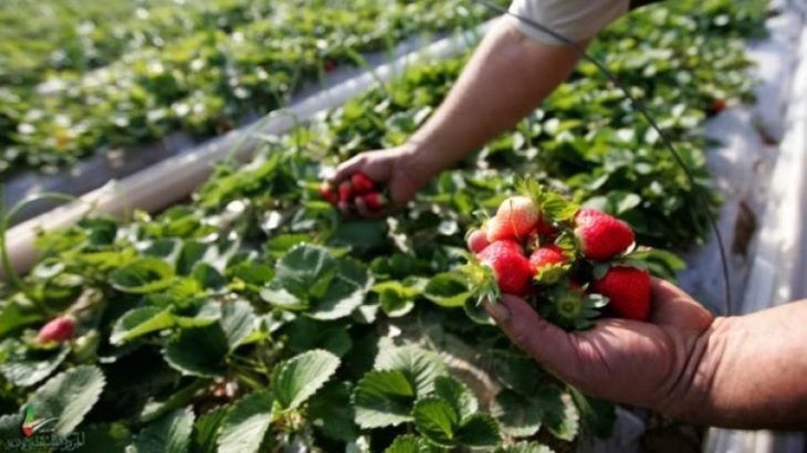 أمننا الغذائي إلى أين؟