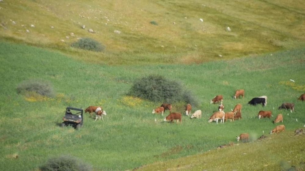 أبقار المستوطنين ترعى مزروعات المواطنين في الأغوار