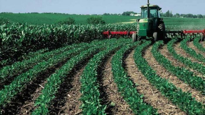 القطاع الزراعي الفلسطيني... بين الدعم والتخطيط