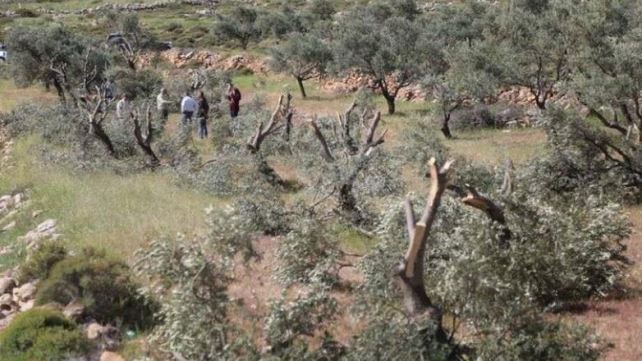 مستوطنون يكسرون أشجار الزيتون في وادي الربابة في سلوان