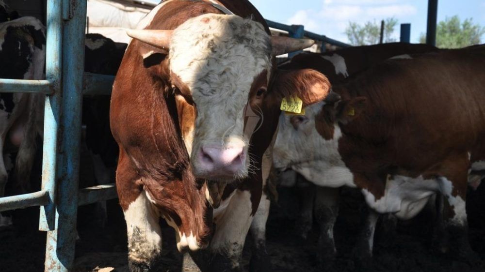 المفتي العام يؤكد جواز التضحية بالعجول المسمنة