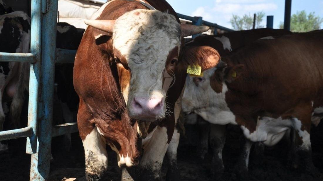 المفتي العام يؤكد جواز التضحية بالعجول المسمنة