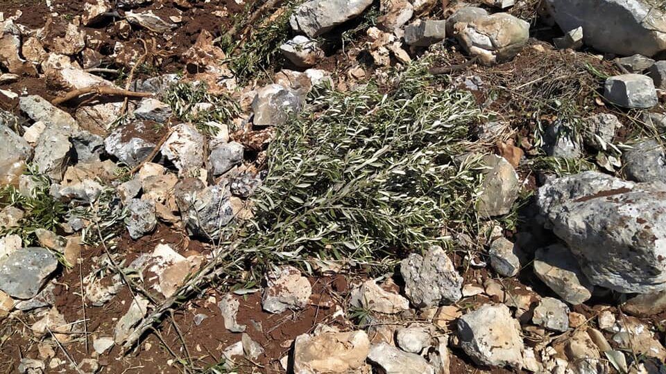 مستوطنون يقتلعون 400 شتلة زيتون غرب نابلس