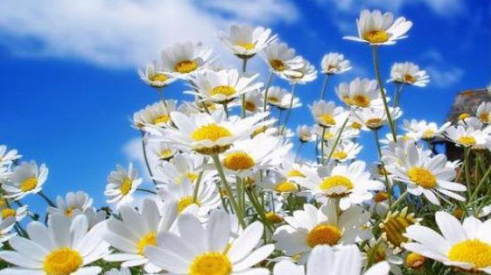 حالة الطقس: استمرار تأثير الكتلة الهوائية الحارة والجافة خلال الأيام المقبلة