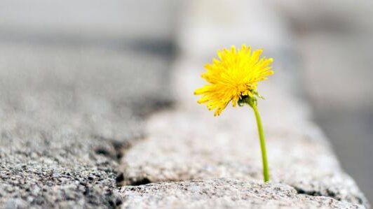 عن معنى الحياة