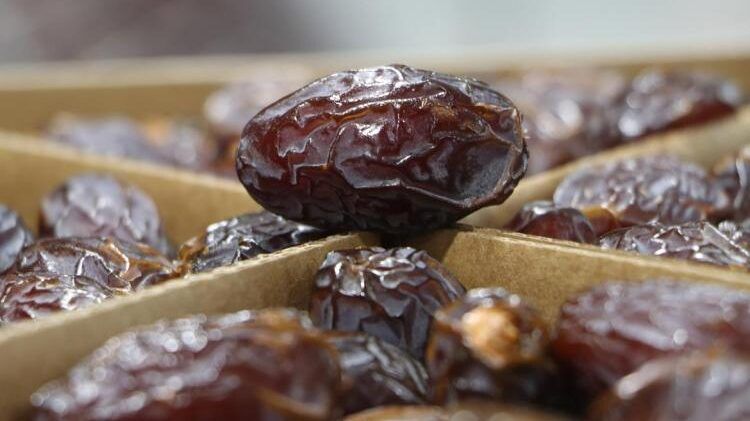 افتتاح موسم قطف التمور في الأغوار
