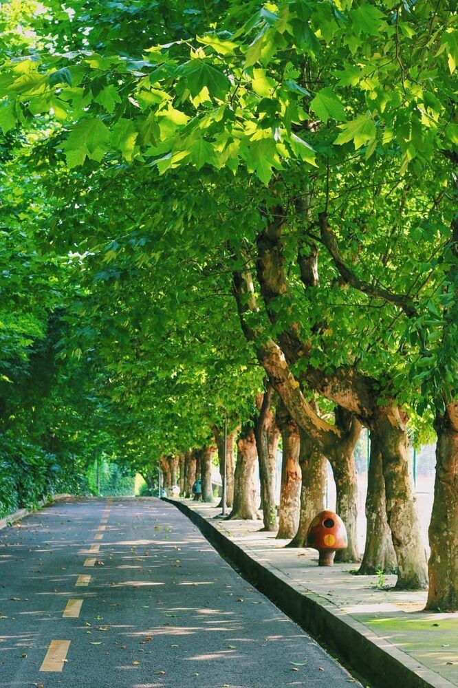 رصيف مشجّر بجمال مؤلم