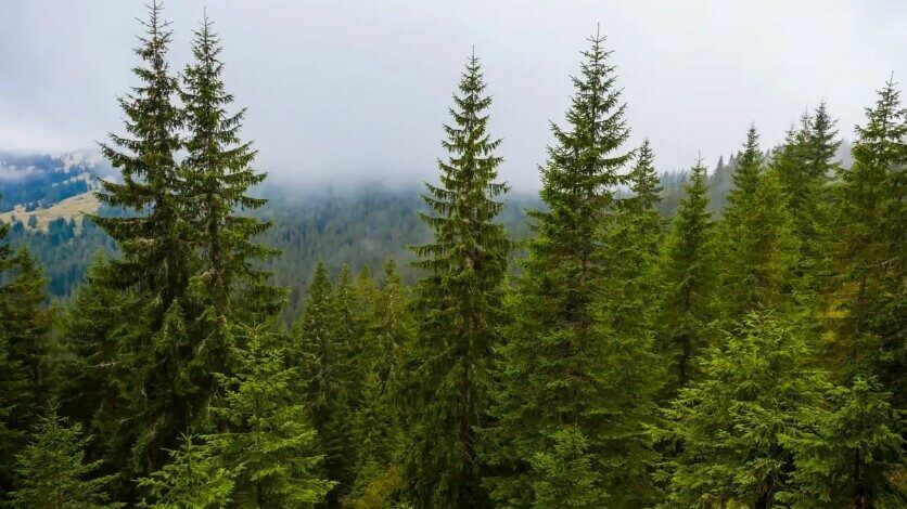 "وزارة الزراعة": خطة لزراعة 4 مليون شجرة "حرجية ومثمرة"