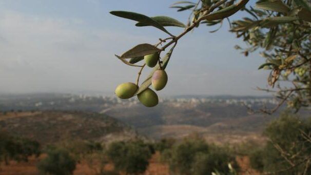 الأمطار التي مطرت وأثرها على موسم الزيتون