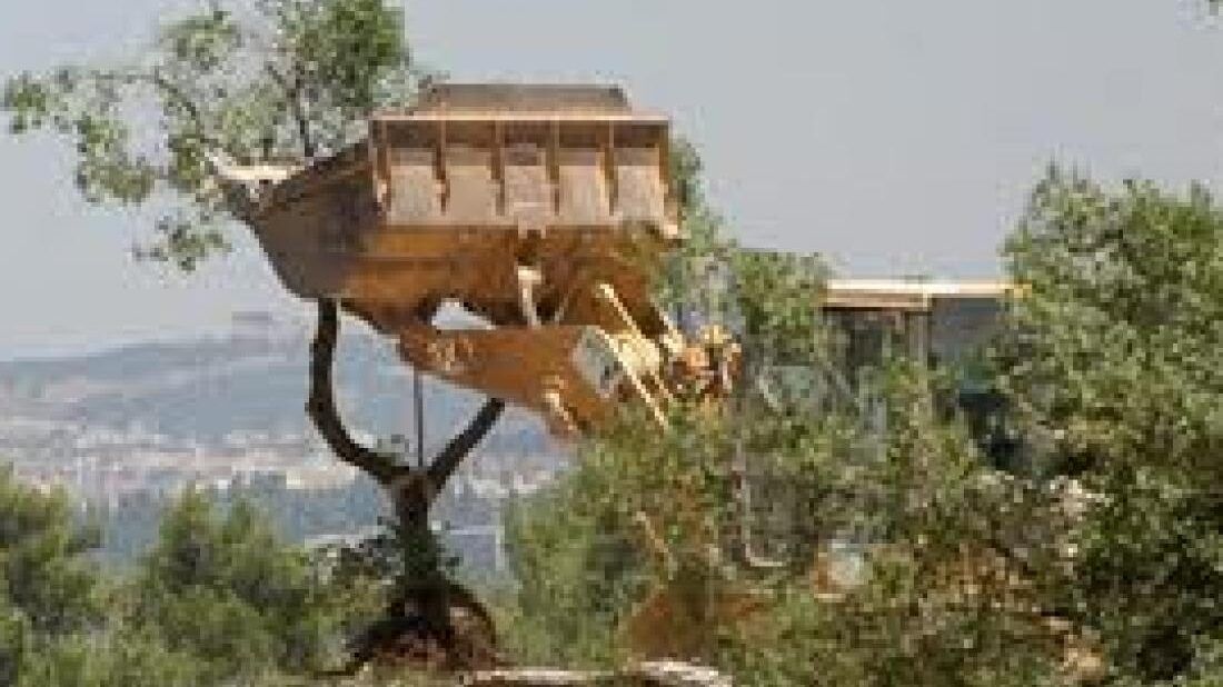 "أوتشا": المستوطنون أتلفوا 900 شجرة وسلطات الاحتلال هدمت 57 مبنى خلال نصف شهر