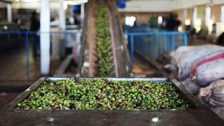 المعاصر فتحت أبوابها.. 300 معصرة زيتون في فلسطين