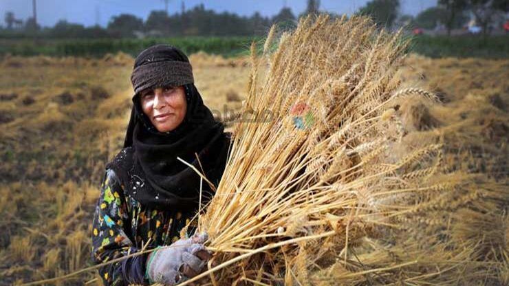 المرأة الريفية، مفتاح العالم للحد من الجوع والفقر