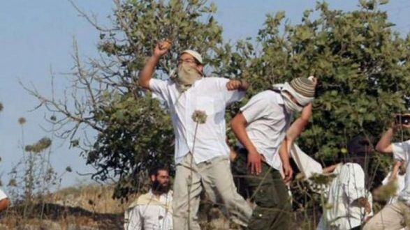 مستوطنون يتلفون محاصيل زراعية في بردلة