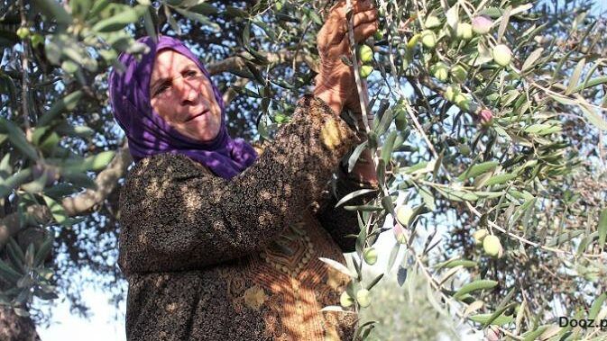 فياض فياض: لضمان نضوج الزيتون يجب الانتظار 10 أيام إضافية لقطفه