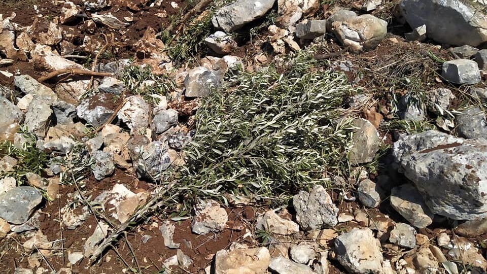 مستوطنون يقتلعون 120 شتلة زيتون في قبلان