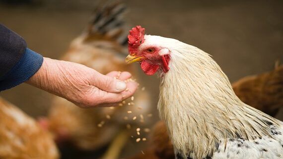 الإحصاء: التضخم يقفز بحدة في أيلول جراء ارتفاع الخضراوات والدجاج