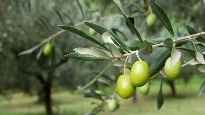 المفتي يحدد قيمة نصاب زكاة الزيتون ويدعو لاخراجها