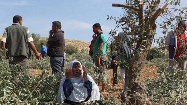 الاحتلال يعيق وصول قاطفي ثمار الزيتون إلى أراضيهم في سلفيت