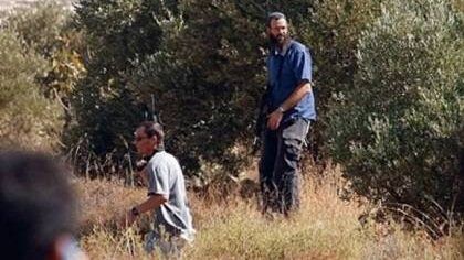 العشرات من المستوطنين يسرقون ثمار الزيتون في القدس