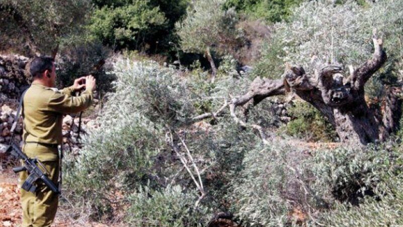مستوطنون يتلفون أشجار زيتون في جالود
