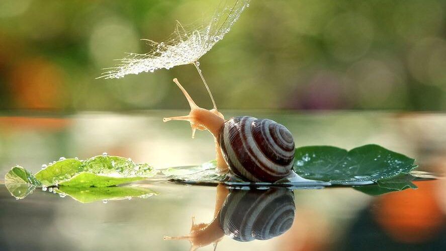 من ولد ليزحف... لن يطير!