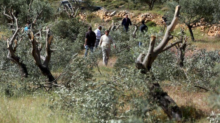 مستوطنون يقطعون أشجار زيتون ويسرقون ثمارها في قريوت