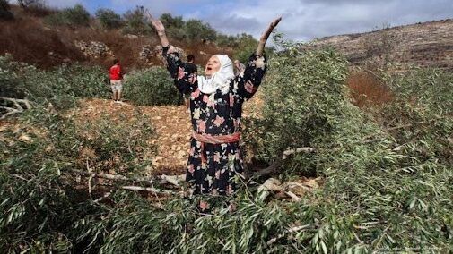 مستوطنون يعتدون على النساء أثناء قطفهن الزيتون جنوب نابلس