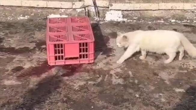 الطفلة جنى زكارنة قُتلت وهي تبحث عن قطتها.