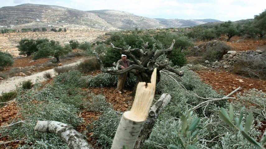 مستوطنون يقتلعون 30 غرسة زيتون غرب سلفيت