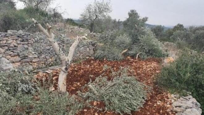 مستوطنون يكسرون 40 شجرة زيتون شرق قلقيلية