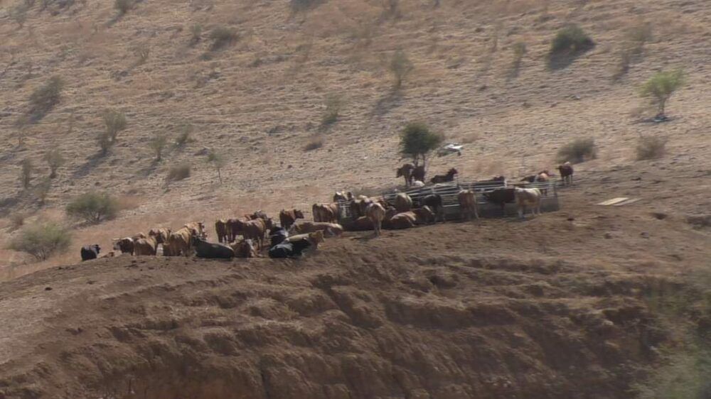 مستوطنون يقيمون حظيرة للماشية قرب عين الحلوة بالأغوار الشمالية