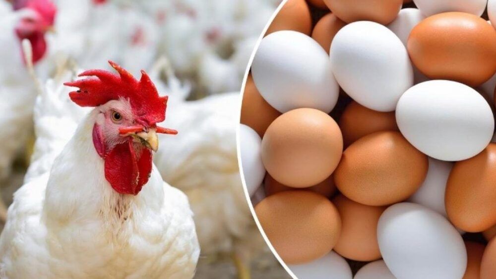 أزمة ارتفاع أسعار الدجاج والبيض تعود إلى الأسواق الفلسطينية