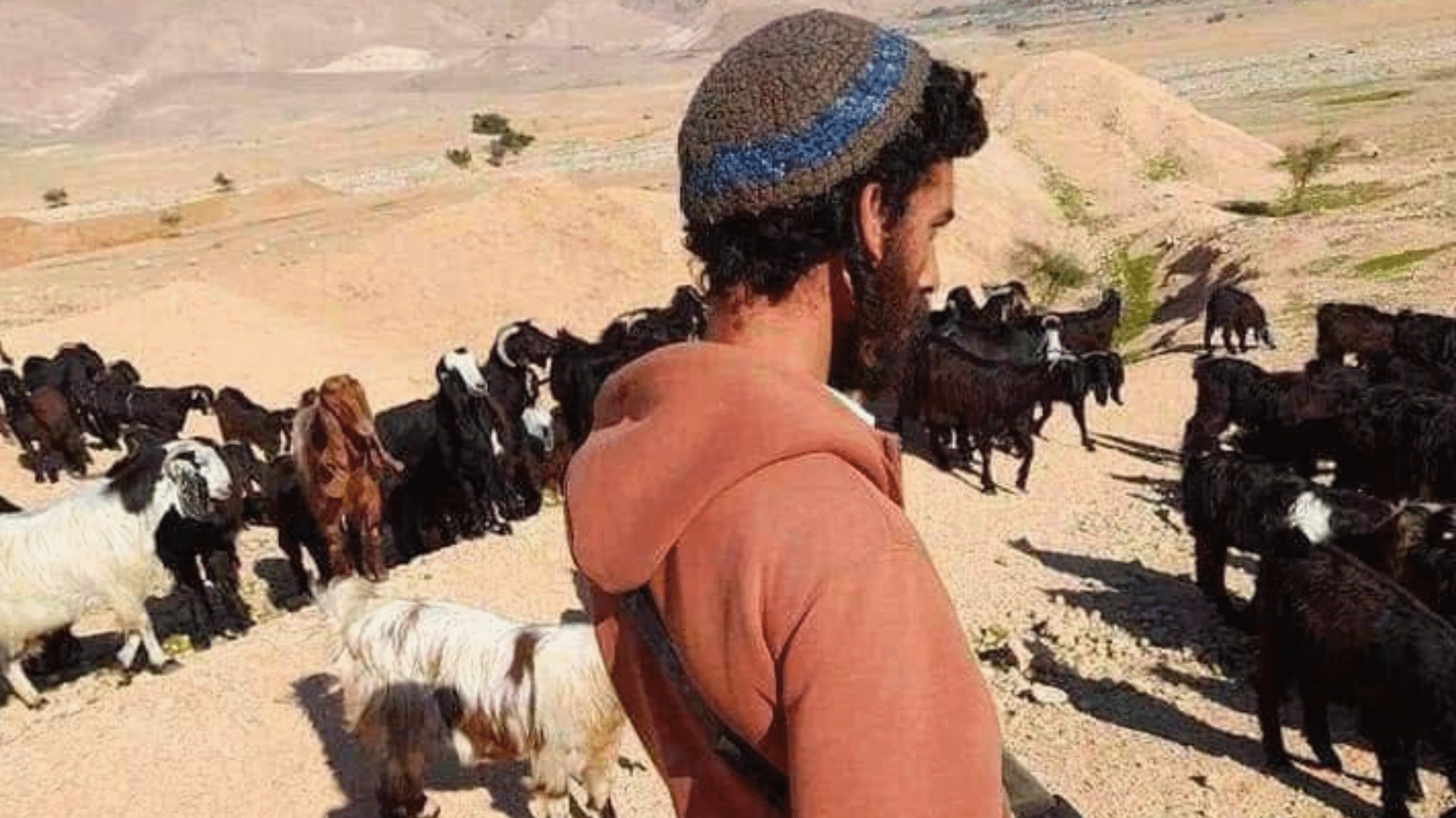 مستوطنون يجبرون رعاة الأغنام في المعرجات على ترك المراعي