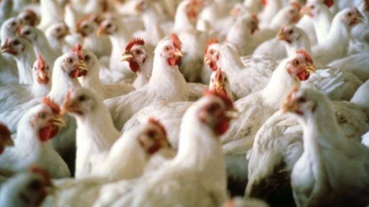 الاقتصاد: المخالفون لتسعيرة الدواجن سيحالون إلى النيابة