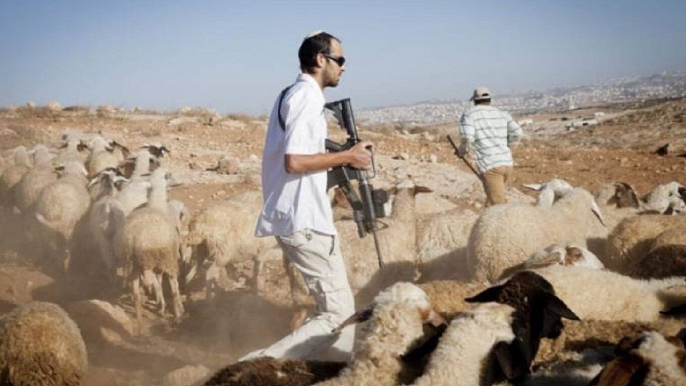 مستوطنون يطاردون رعاة الأغنام في مسافر يطا