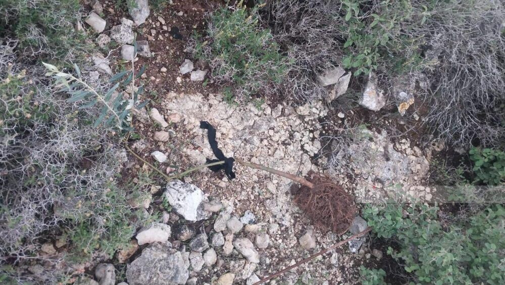 مستوطنون يقتلعون أشتال كرمة وزيتون ويدمرون محاصيل زراعية غرب بيت لحم