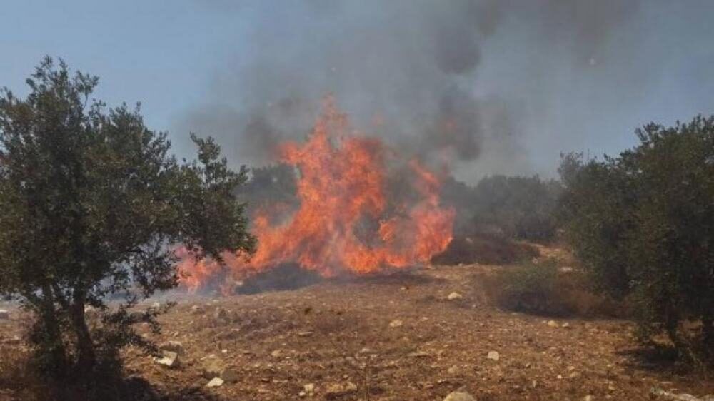 مستوطنون يحرقون أشجار نخيل في بلدة برقة شمال غرب نابلس