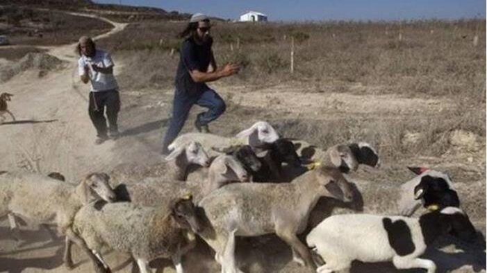 مستوطنون يسرقون 10 رؤوس من الغنم في ياسوف