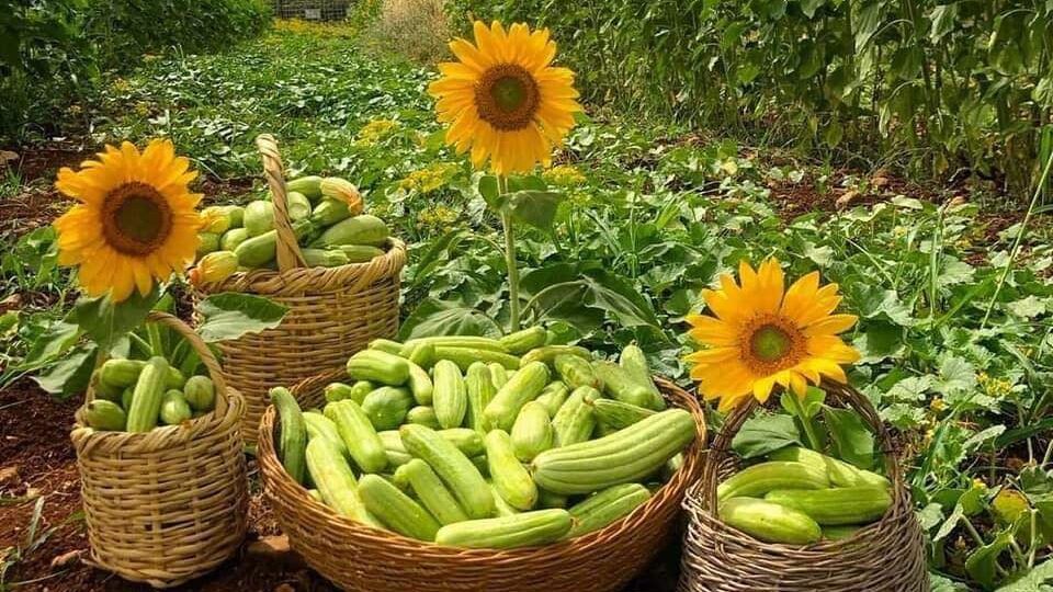 هل يعتبر غذاؤنا آمناً؟