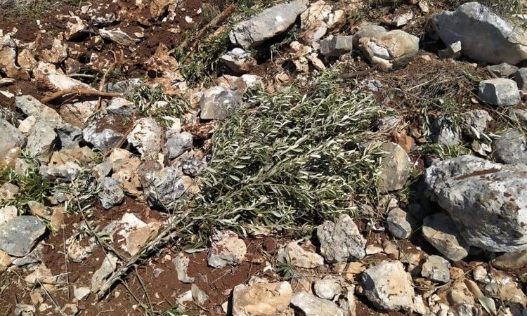 مستوطنون يقتلعون أشتال زيتون من أراضي المواطنين شمال رام الله