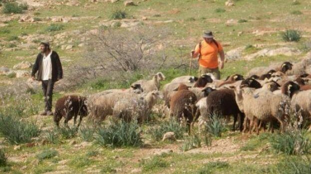 مستوطنون يرعَون أغنامهم في الأراضي الزراعية بمسافر يطا بهدف تخريبها