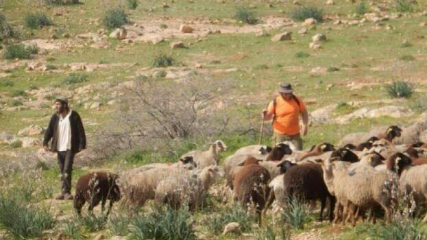 مستوطنون يرعون ماشيتهم في حقول المواطنين ويتلفون محاصيل زراعية جنوب الخليل