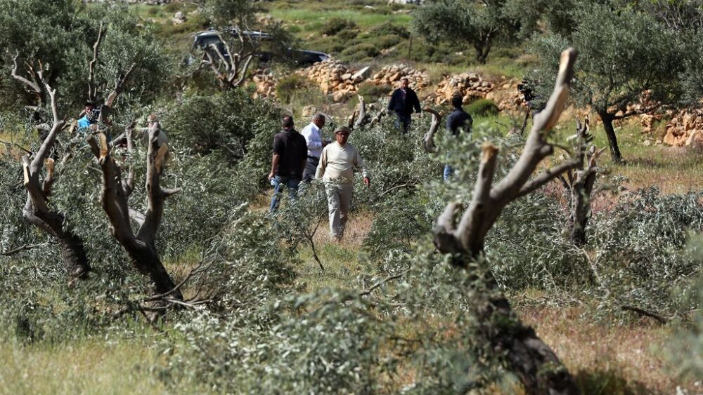 الاحتلال يجرف أرضا ويقتلع عشرات أشتال الزيتون غرب بيت لحم