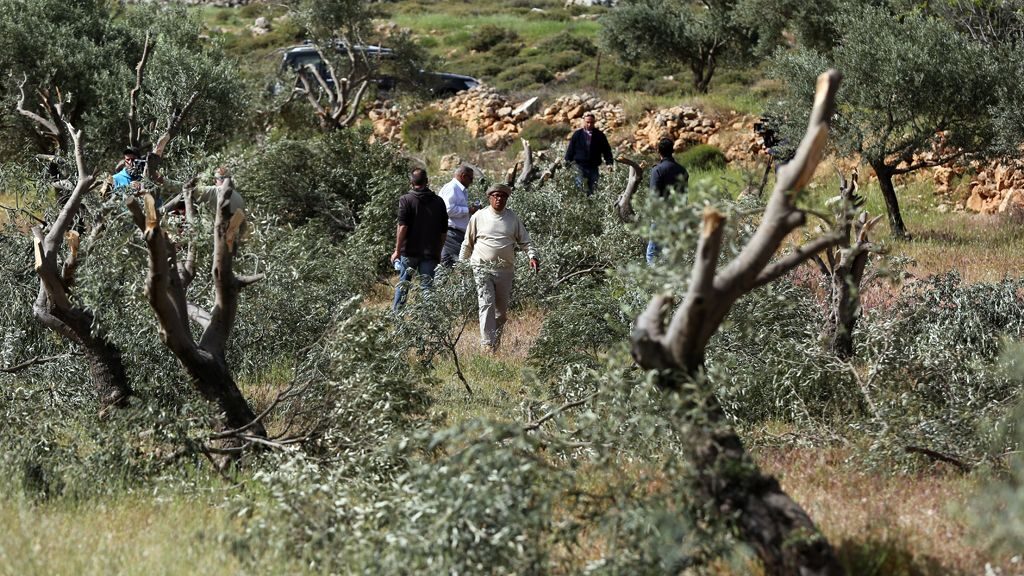 الاحتلال يجرف أرضا ويقتلع عشرات أشتال الزيتون غرب بيت لحم