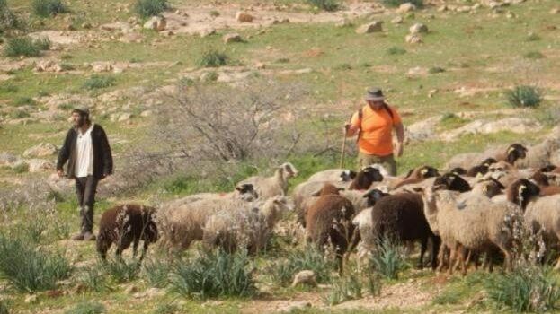 مستوطنون يتلفون محاصيل زراعية ويرعون ماشيتهم في حقول المواطنين جنوب الخليل