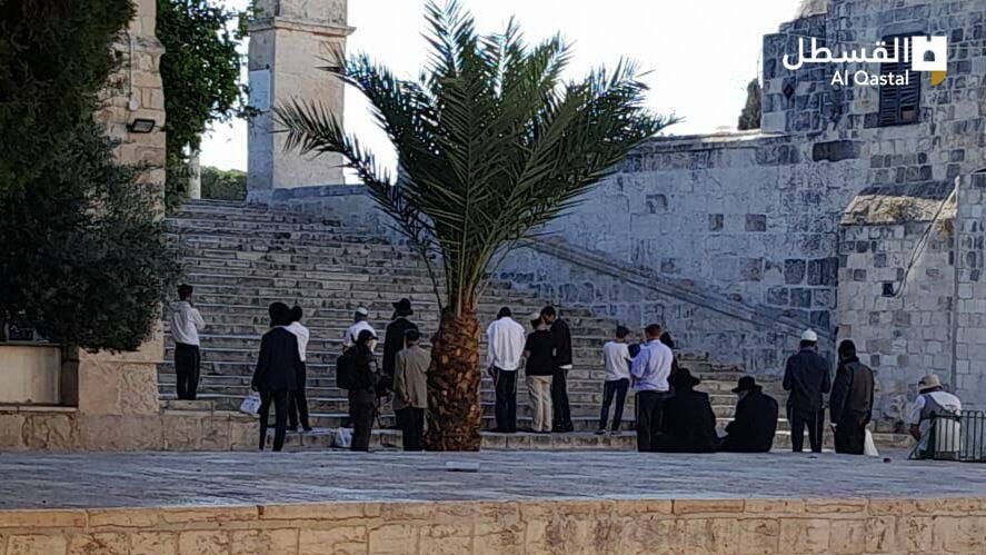 بحراسة مشددة من قوات الاحتلال.. مستوطنون يقتحمون باحات "الأقصى"