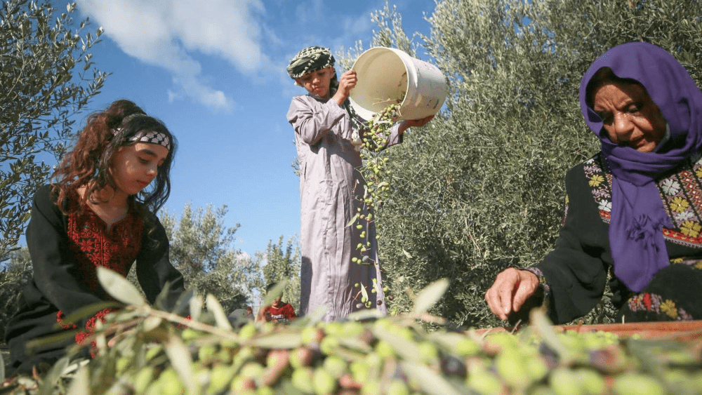 وزارة الزراعة: بدء موسم قطف الزيتون في الثاني عشر من الشهر المقبل