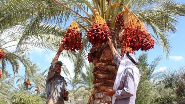 اطلاق موسم قطف التمور في أريحا